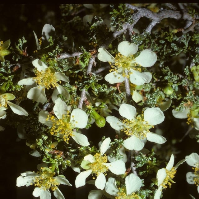 Purshia tridentata — flower