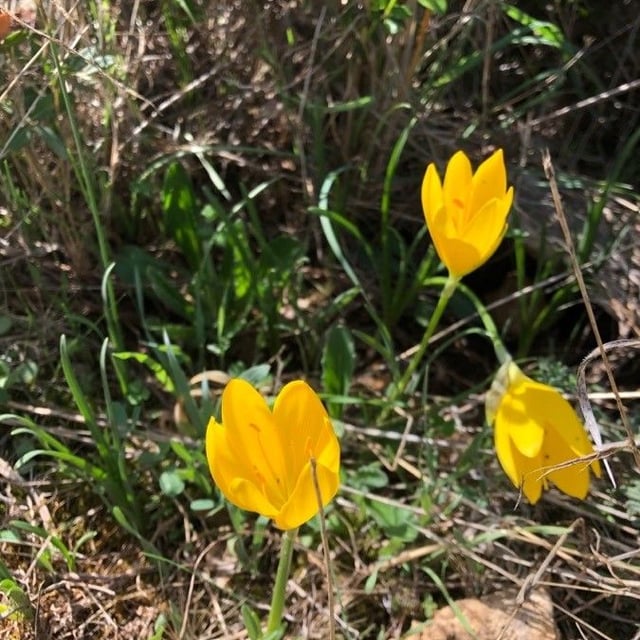 Sternbergia lutea — flower