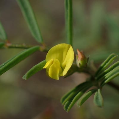 Hippocrepis ciliata — flower