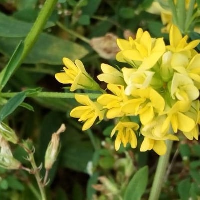 Medicago falcata — flower