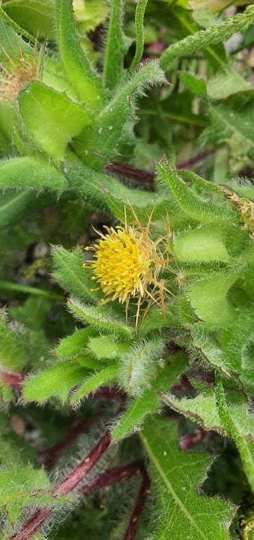 Blessed thistle