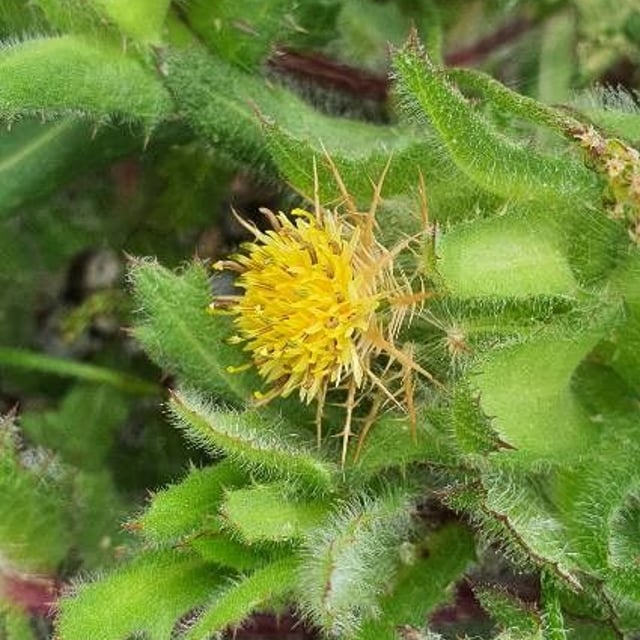 Centaurea benedicta — flower