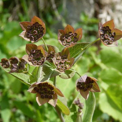 Bupleurum longifolium — flower
