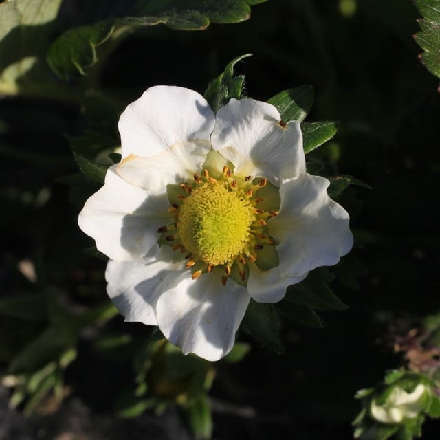 Milium effusum — flower