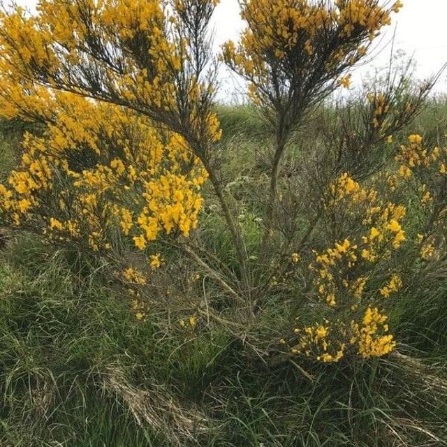 Cytisus oromediterraneus — flower