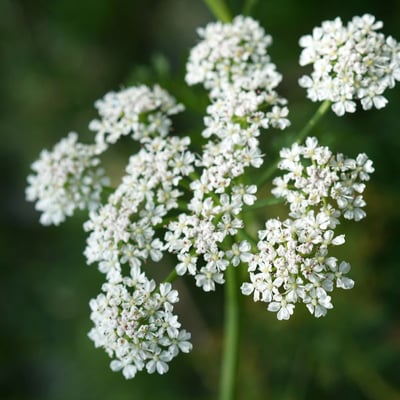 Oenanthe fistulosa — flower