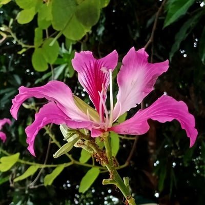 Bauhinia purpurea — flower
