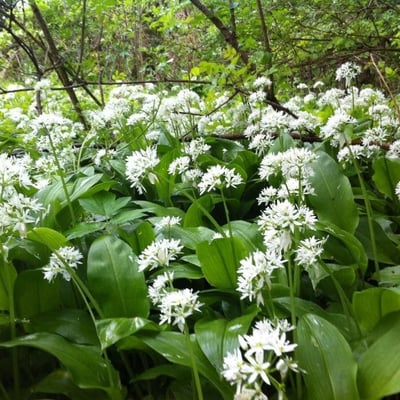 Allium ursinum — flower