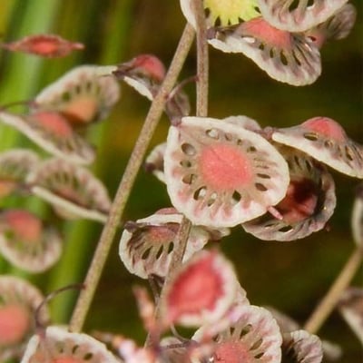 Thysanocarpus curvipes — flower