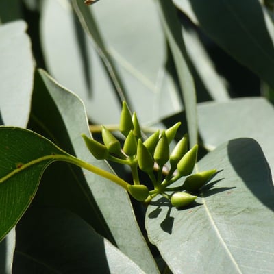 Eucalyptus tereticornis — flower