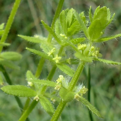 Cruciata pedemontana — flower