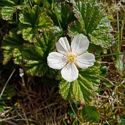 Rubus chamaemorus — flower