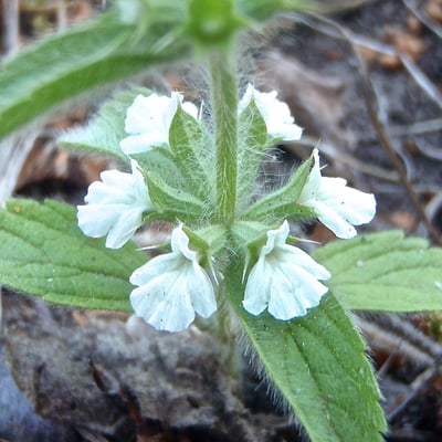 Sideritis romana — flower