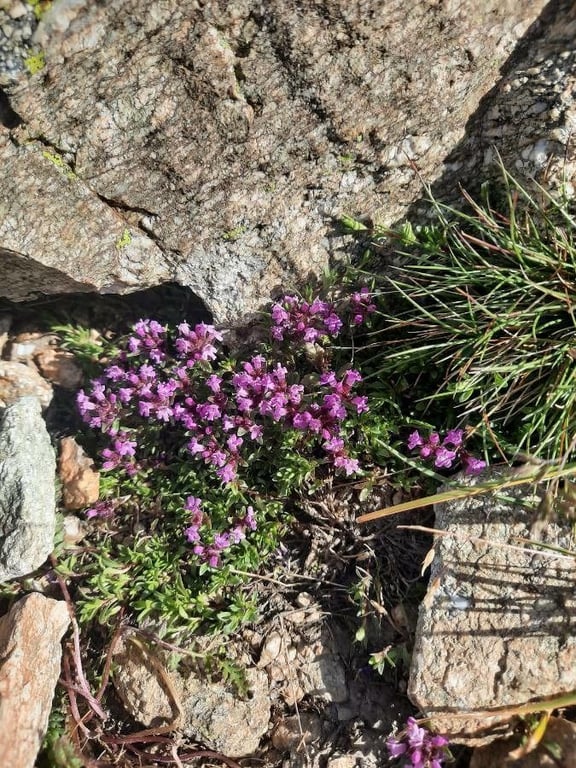 Mother of thyme