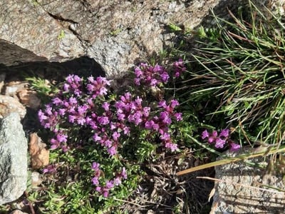 Mother of thyme