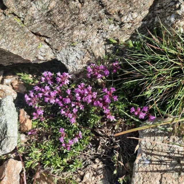 Thymus praecox — flower