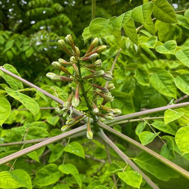 Gymnocladus dioica — flower