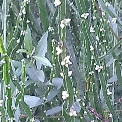 Baccharis trimera — flower