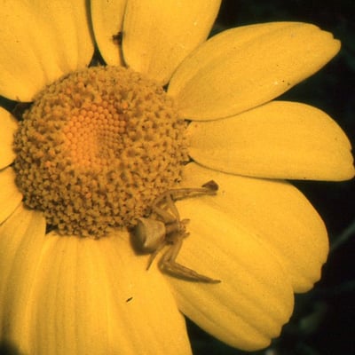 Glebionis segetum — flower