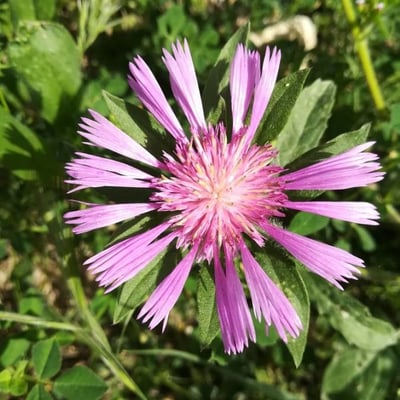Centaurea pullata — flower