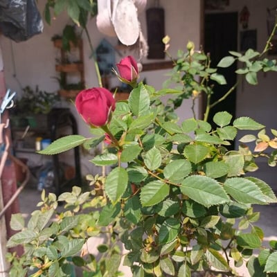 Rosa rubiginosa — flower