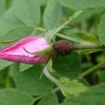 Rosa villosa — flower