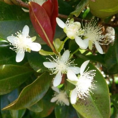 Eugenia uniflora — flower