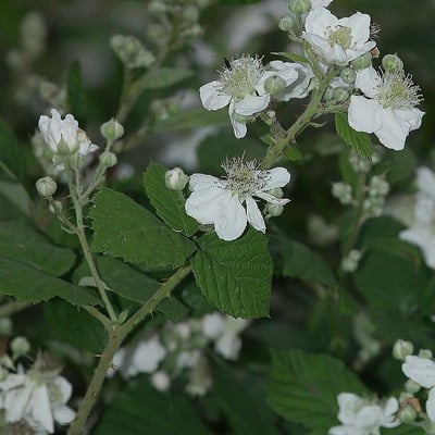 Rubus pruinosus — flower
