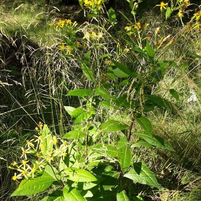 Senecio nemorensis — flower