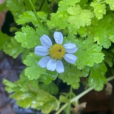 Tanacetum parthenium — flower