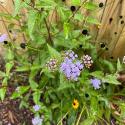 Conoclinium coelestinum — flower
