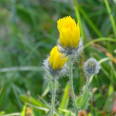 Hieracium villosum — flower