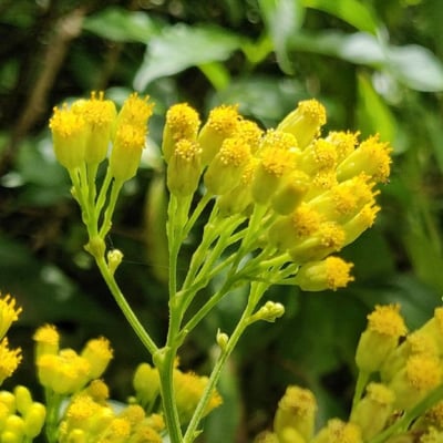 Neurolaena lobata — flower