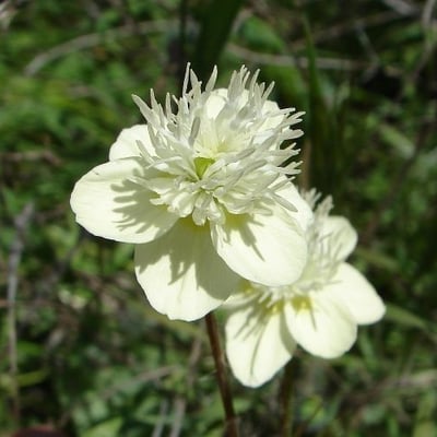 Platystemon californicus — flower