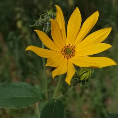 Helianthus divaricatus — flower