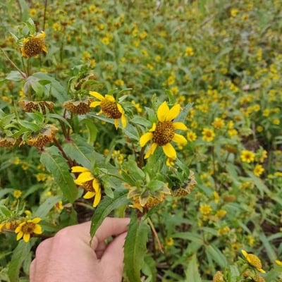 Bidens cernua — flower