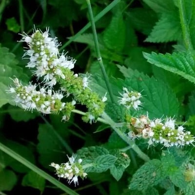 Mentha suaveolens — flower