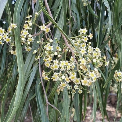 Geijera parviflora — flower