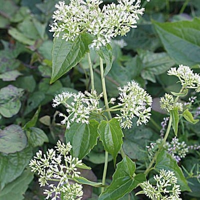 Mikania micrantha — flower
