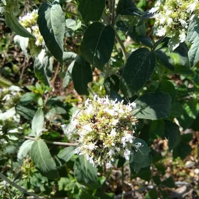 Pycnanthemum incanum — flower