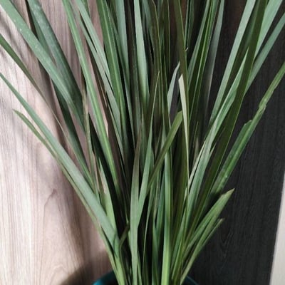 Cymbopogon citratus — flower