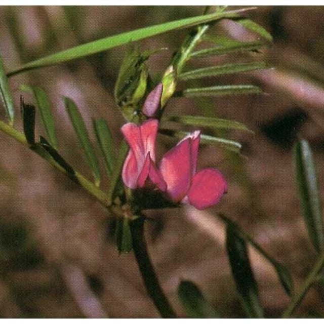 Vicia americana — flower