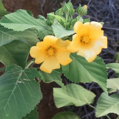 Sida fallax — flower