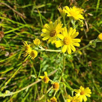Jacobaea aquatica — flower