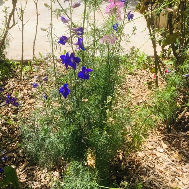 Delphinium halteratum — flower