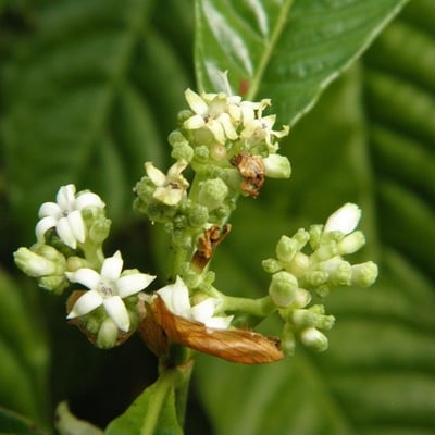Psychotria nervosa — flower