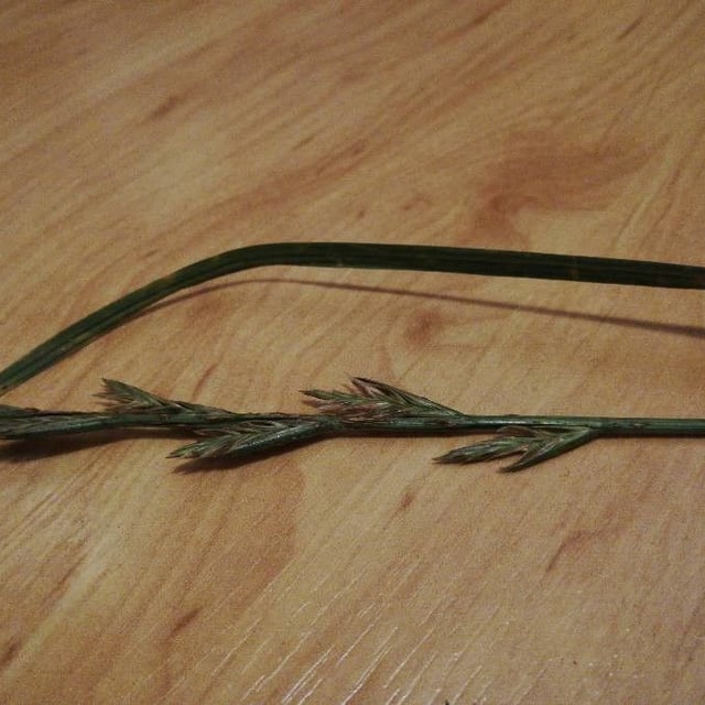 Festuca arundinacea — flower