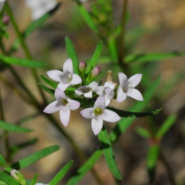 Houstonia longifolia — flower