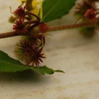 Triumfetta semitriloba — flower