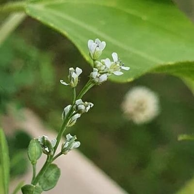 Lepidium sativum — flower